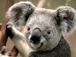 Immagine di profilo di x x (koala)