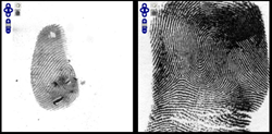 two fingerprints side-by-side for comparison