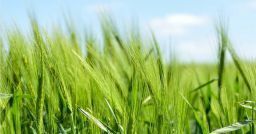 Agricoltura: lavoro stagionale, semplificazione e valutazione dei rischi Agricoltura: lavoro stagionale, semplificazione e valutazione dei rischi