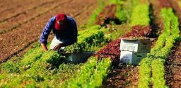 Sovraccarico biomeccanico in agricoltura: il nuovo TR 23476 Sovraccarico biomeccanico in agricoltura: il nuovo TR 23476