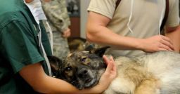 Come prevenire il rischio biologico negli ambulatori veterinari? Come prevenire il rischio biologico negli ambulatori veterinari?