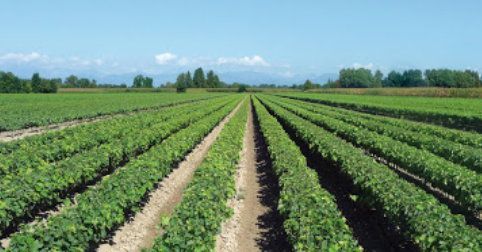 COVID-19: l’adozione di strategie condivise nelle grandi realtà produttive COVID-19: l’adozione di strategie condivise nelle grandi realtà produttive
