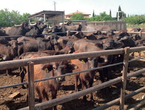 sicurezza negli allevamenti di bufali