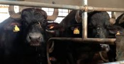 Imparare dagli errori: gli infortuni nell’allevamento di bufale Imparare dagli errori: gli infortuni nell’allevamento di bufale