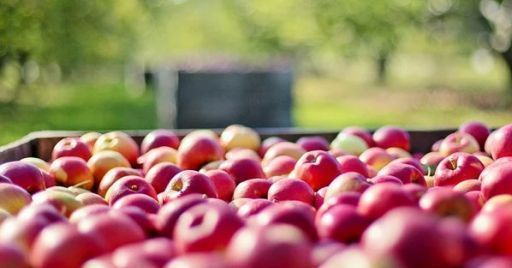 Le indicazioni sui requisiti di sicurezza per le macchine raccoglifrutta Le indicazioni sui requisiti di sicurezza per le macchine raccoglifrutta