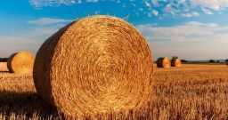 Come arrivare ad un uso sicuro dei prodotti chimici in agricoltura? Come arrivare ad un uso sicuro dei prodotti chimici in agricoltura?