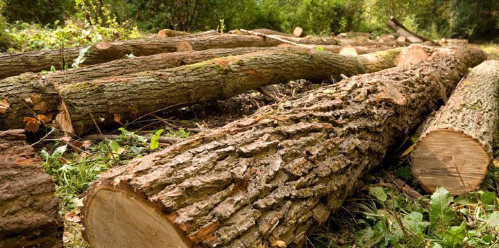 Risultati immagini per AIFOS FORESTALE TECO MILANO