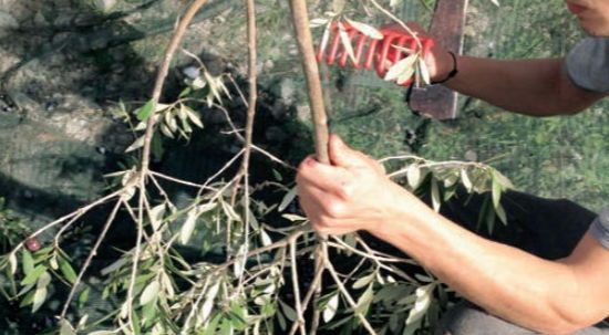 Raccolta delle olive con uso del pettine - Moiano (BN)