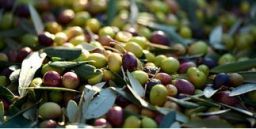 Produzione delle olive: la sicurezza nella potatura e nella raccolta Produzione delle olive: la sicurezza nella potatura e nella raccolta