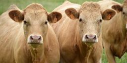 Il rischio biologico nel settore agro-zootecnico e forestale Il rischio biologico nel settore agro-zootecnico e forestale