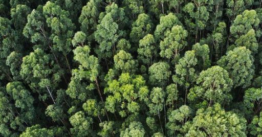 Sicurezza nei lavori su alberi con funi: le procedure operative Articolo di eLearning News