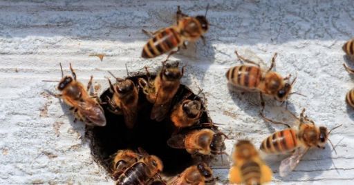 Imparare dagli errori: quando la causa dell’incidente è una puntura di insetti Imparare dagli errori: quando la causa dell’incidente è una puntura di insetti