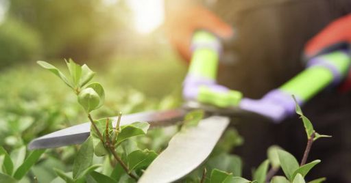 Articolo di eLearning News