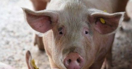 La sostenibilità delle produzioni animali La sostenibilità delle produzioni animali
