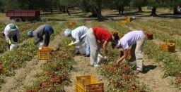 Problemi e proposte per la sorveglianza sanitaria in agricoltura Problemi e proposte per la sorveglianza sanitaria in agricoltura