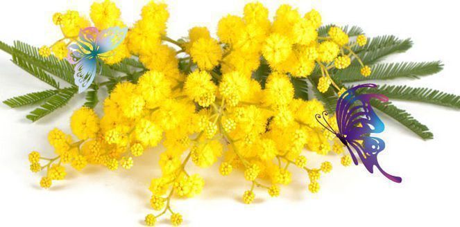 Buona Giornata Della Donna A Tutte Le Lavoratrici