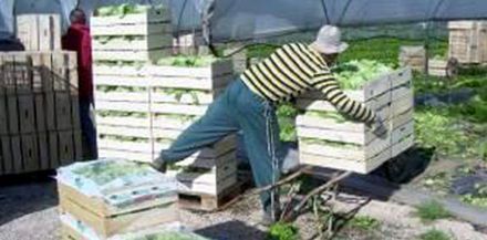 Buone prassi per il rischio di sovraccarico in agricoltura Buone prassi per il rischio di sovraccarico in agricoltura