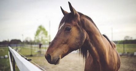 La protezione della salute e della sicurezza nell’industria del cavallo La protezione della salute e della sicurezza nell’industria del cavallo