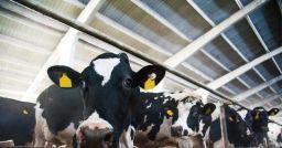 Il Rischio biologico nelle aziende zootecniche Il Rischio biologico nelle aziende zootecniche