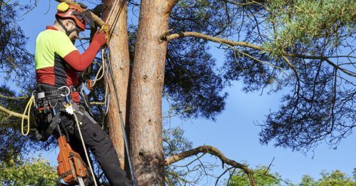 Le nuove istruzioni per l’esecuzione in sicurezza di lavori su alberi con funi Le nuove istruzioni per l’esecuzione in sicurezza di lavori su alberi con funi