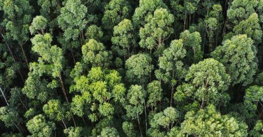 Lavoro su alberi con funi: i pericoli per gli operatori e la prevenzione