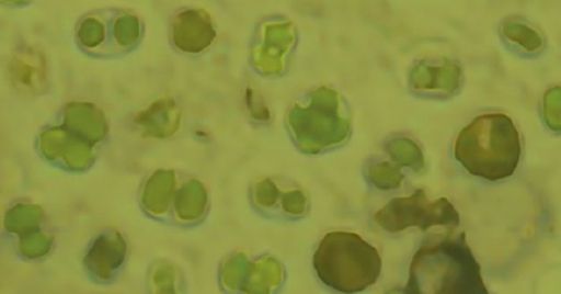 Sicurezza nelle biotecnologie industriali: bioraffinerie e microalghe Sicurezza nelle biotecnologie industriali: bioraffinerie e microalghe