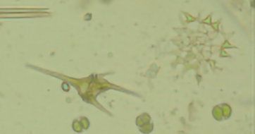 Biotecnologie industriali: i rischi nelle bioraffinerie microalgali Biotecnologie industriali: i rischi nelle bioraffinerie microalgali