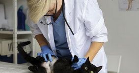 L’esposizione ai farmaci pericolosi nella pratica veterinaria L’esposizione ai farmaci pericolosi nella pratica veterinaria