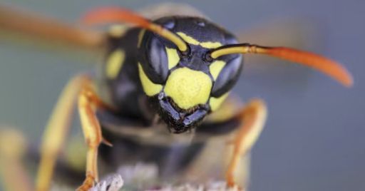 Il rischio delle punture da imenotteri: i dati e la prevenzione