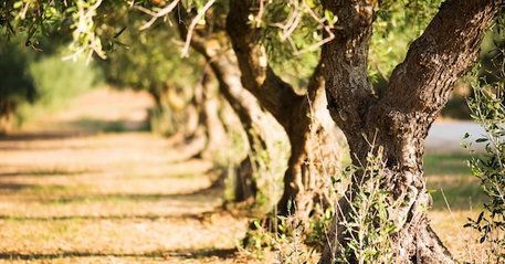 Imparare dagli errori: quando ci si infortuna nella raccolta delle olive Imparare dagli errori: quando ci si infortuna nella raccolta delle olive