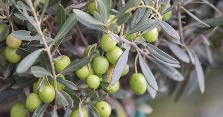 Imparare dagli errori: gli incidenti con le macchine negli oliveti Imparare dagli errori: gli incidenti con le macchine negli oliveti