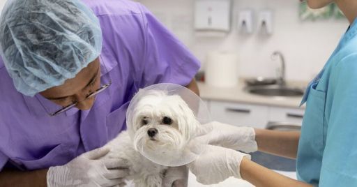La prevenzione dei rischi nel settore veterinario e i farmaci pericolosi La prevenzione dei rischi nel settore veterinario e i farmaci pericolosi
