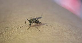 La storia e la diffusione della malaria di origine professionale La storia e la diffusione della malaria di origine professionale