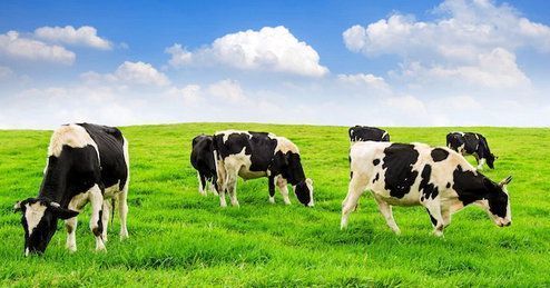 Inail: indicazioni per il rischio biologico nelle attività agro-zootecniche Inail: indicazioni per il rischio biologico nelle attività agro-zootecniche