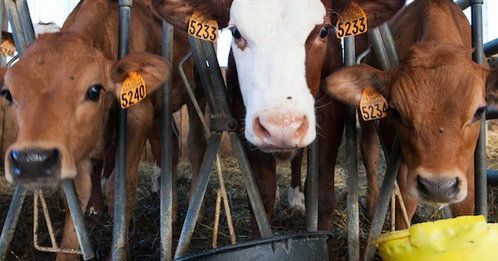 Come valutare i rischi biologici nelle attività agro-zootecniche? Come valutare i rischi biologici nelle attività agro-zootecniche?