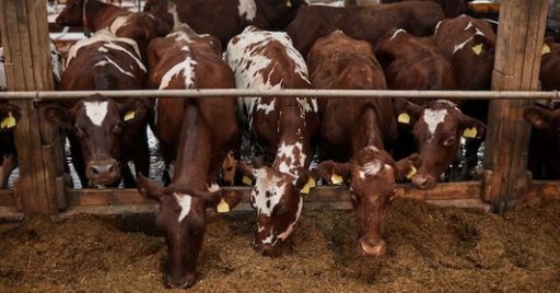 Settore agro-zootecnico: la prevenzione e la protezione dai rischi biologici Settore agro-zootecnico: la prevenzione e la protezione dai rischi biologici