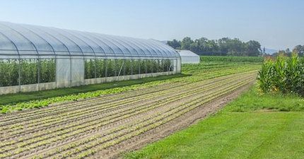 Agricoltura: quali sono i rischi biologici nei campi e nelle serre? Agricoltura: quali sono i rischi biologici nei campi e nelle serre?