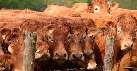 I rischi biologici: allevamenti, funghicoltura e selvicoltura I rischi biologici: allevamenti, funghicoltura e selvicoltura