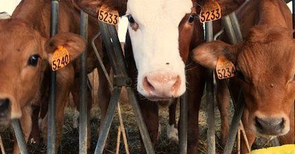 Allevamenti: il rischio da sovraccarico biomeccanico degli arti superiori Allevamenti: il rischio da sovraccarico biomeccanico degli arti superiori
